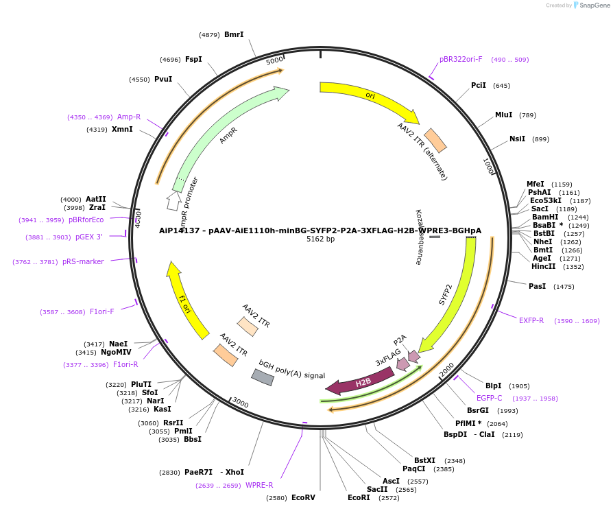 243556-plasmid-map-sequence-id-525314