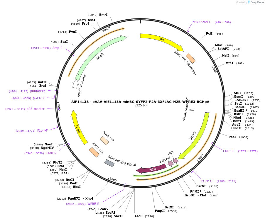 243557-plasmid-map-sequence-id-525315