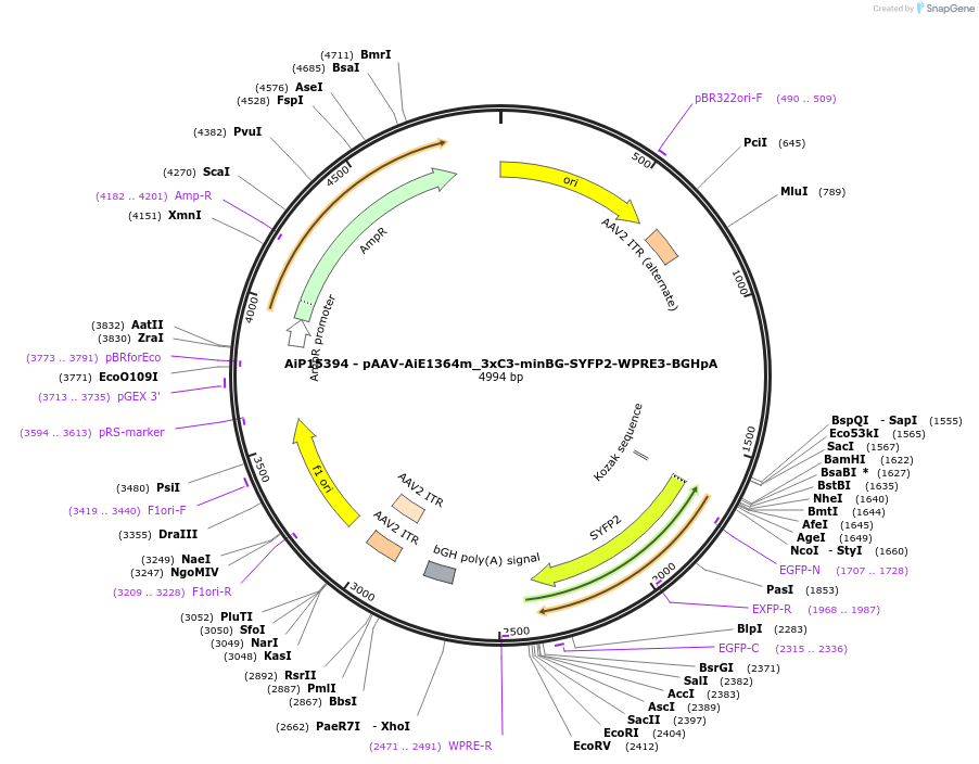 243648-plasmid-map-sequence-id-525316