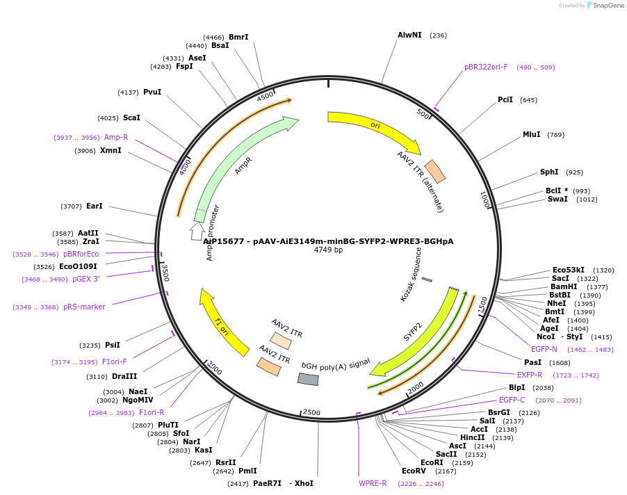 243655-plasmid-map-sequence-id-525317