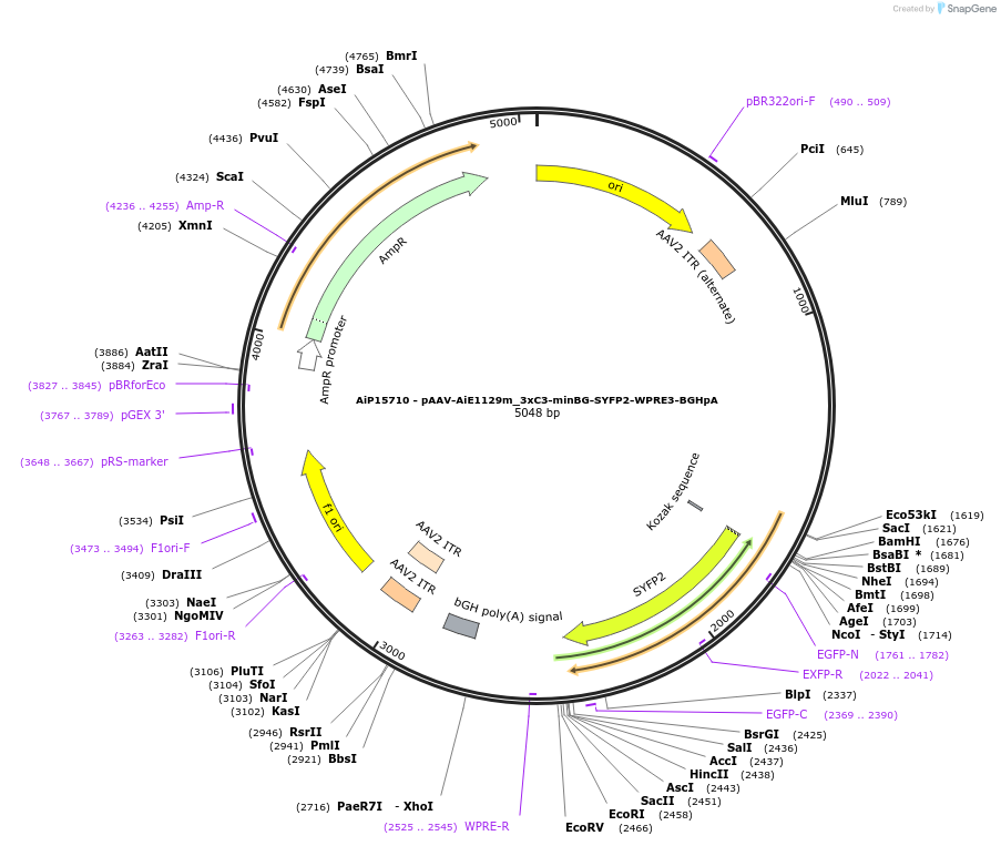243656-plasmid-map-sequence-id-525318
