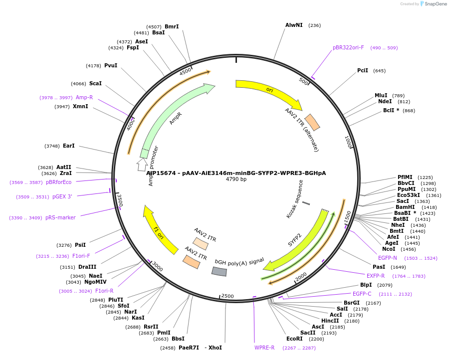 243654-plasmid-map-sequence-id-525319