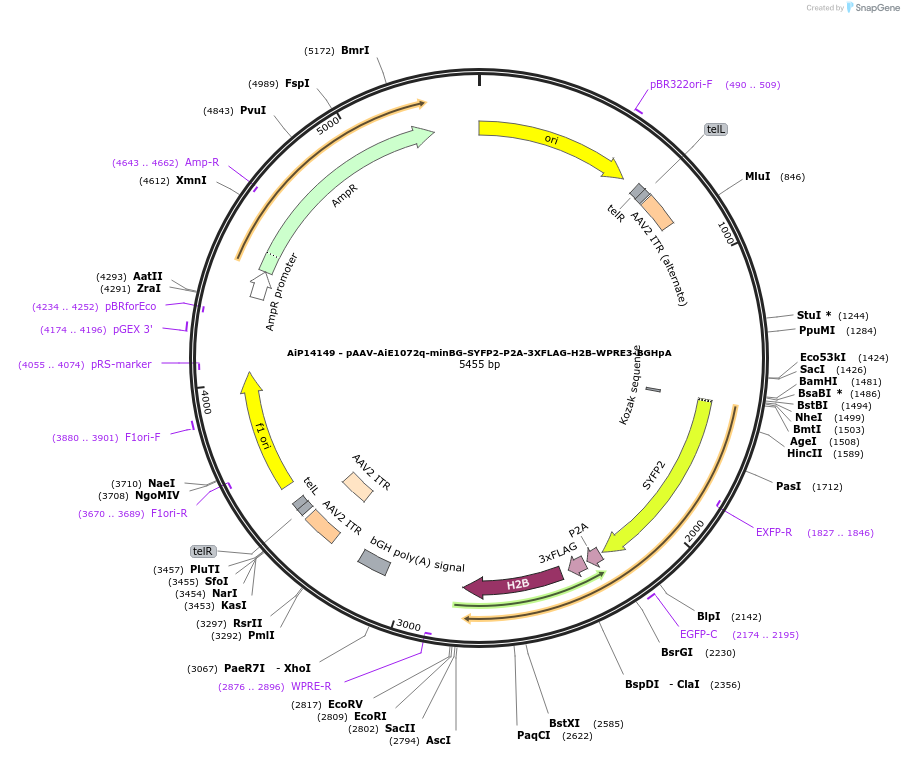 243563-plasmid-map-sequence-id-525320