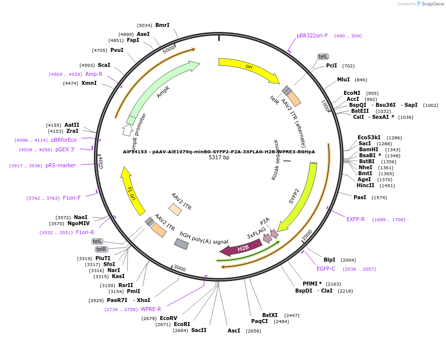 243565-plasmid-map-sequence-id-525321
