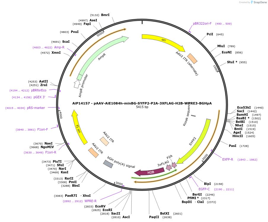 243566-plasmid-map-sequence-id-525322