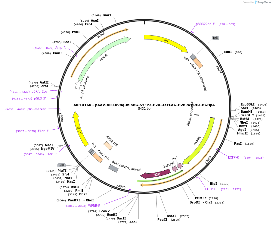 243568-plasmid-map-sequence-id-525323