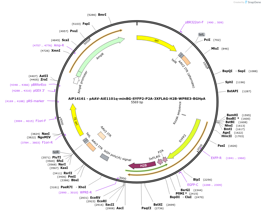 243569-plasmid-map-sequence-id-525324