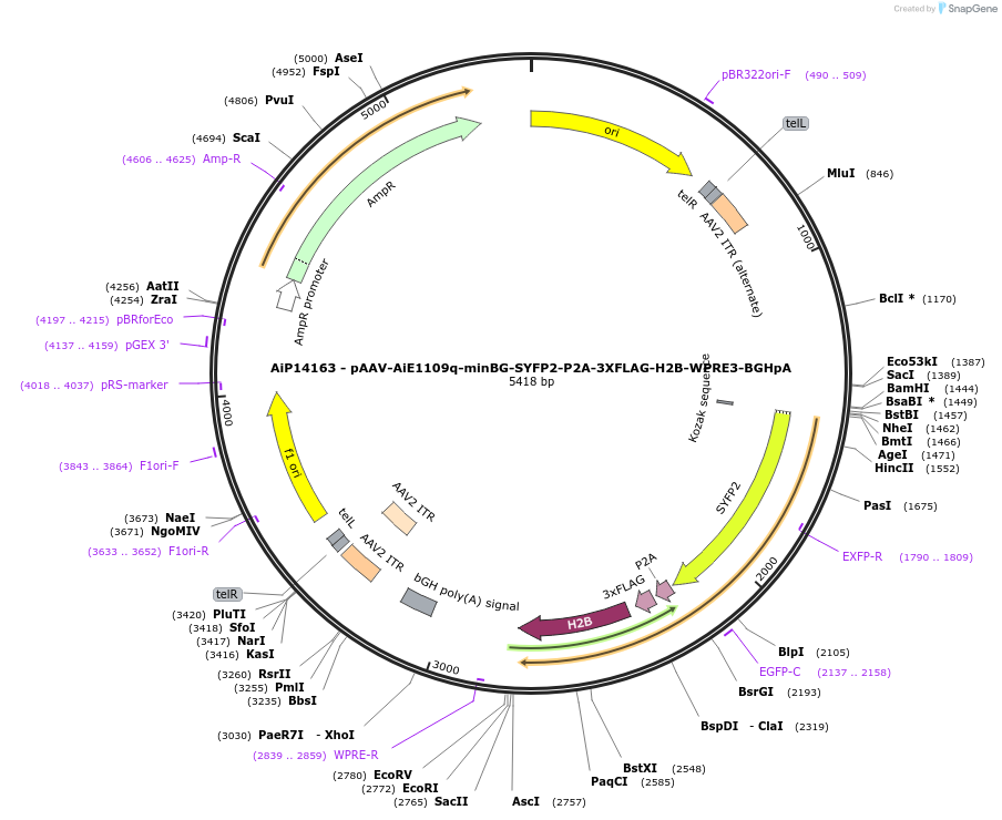 243570-plasmid-map-sequence-id-525325