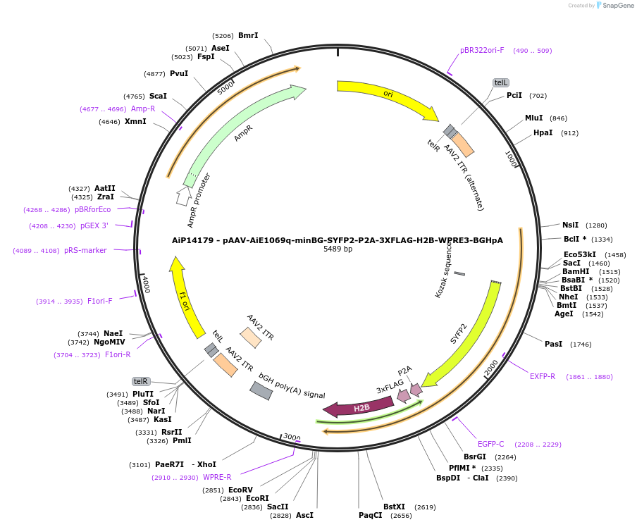 243573-plasmid-map-sequence-id-525327