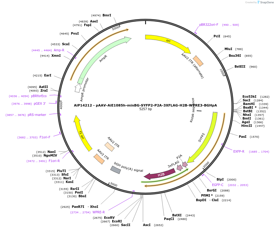 243574-plasmid-map-sequence-id-525328