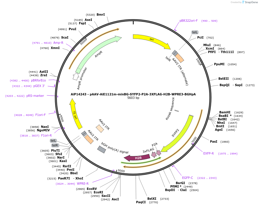 243575-plasmid-map-sequence-id-525329