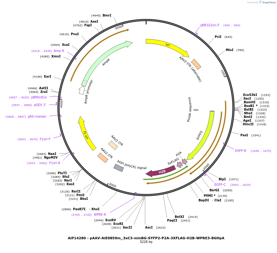 243578-plasmid-map-sequence-id-525331