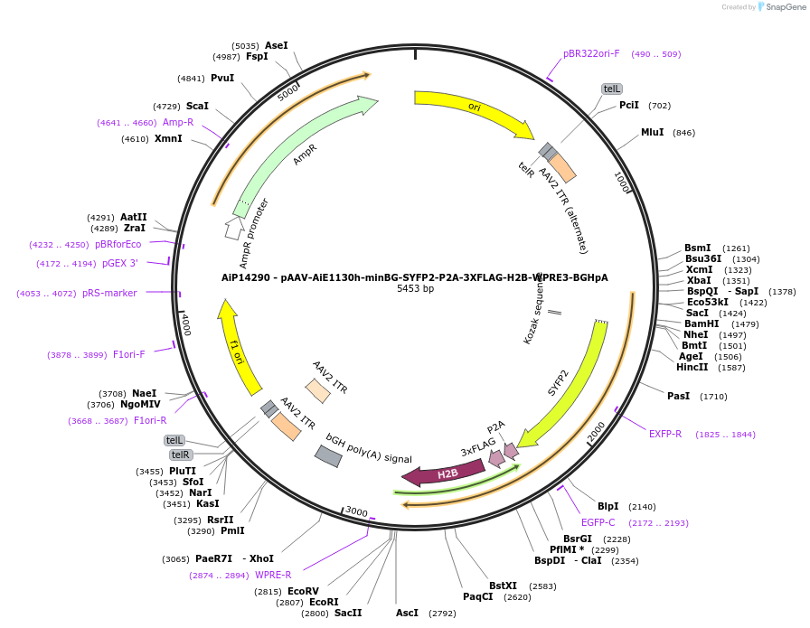 243579-plasmid-map-sequence-id-525332