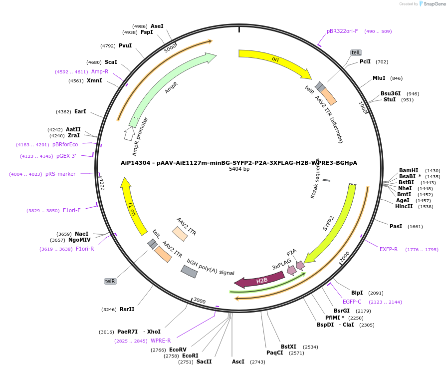 243580-plasmid-map-sequence-id-525333