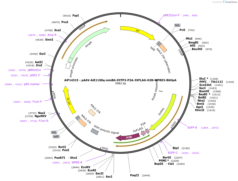 243582-plasmid-map-sequence-id-525334