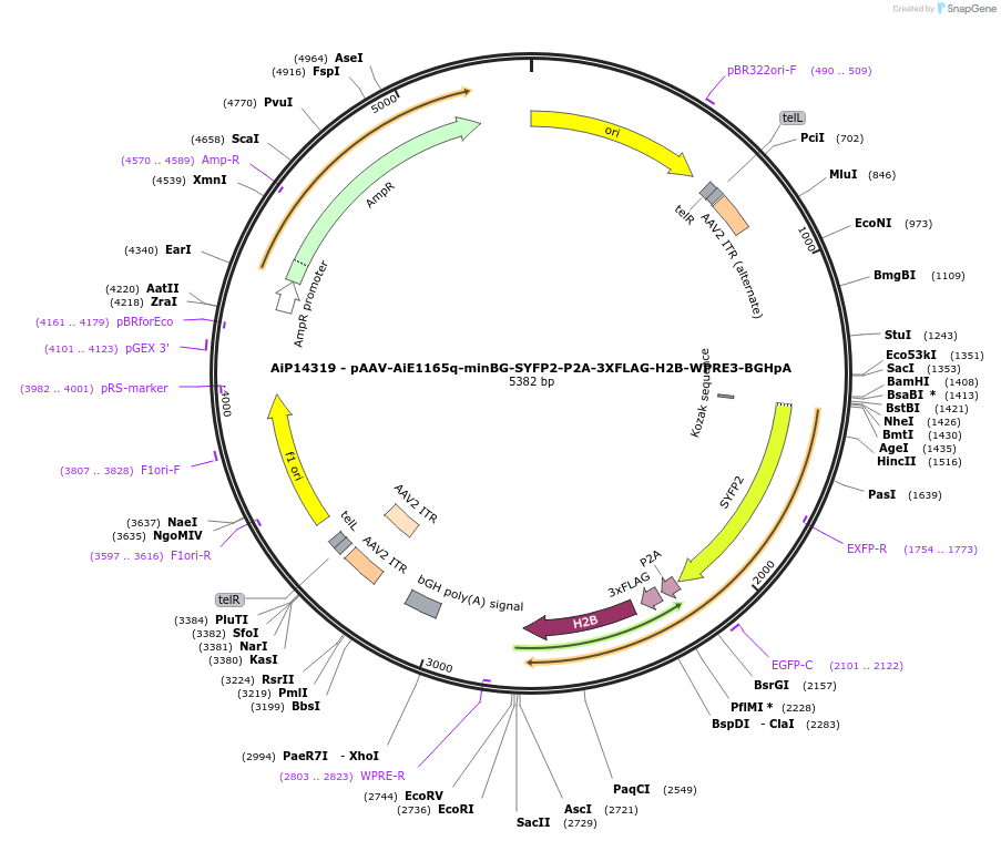 243583-plasmid-map-sequence-id-525335