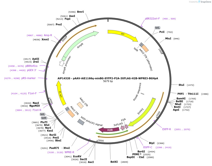 243584-plasmid-map-sequence-id-525336