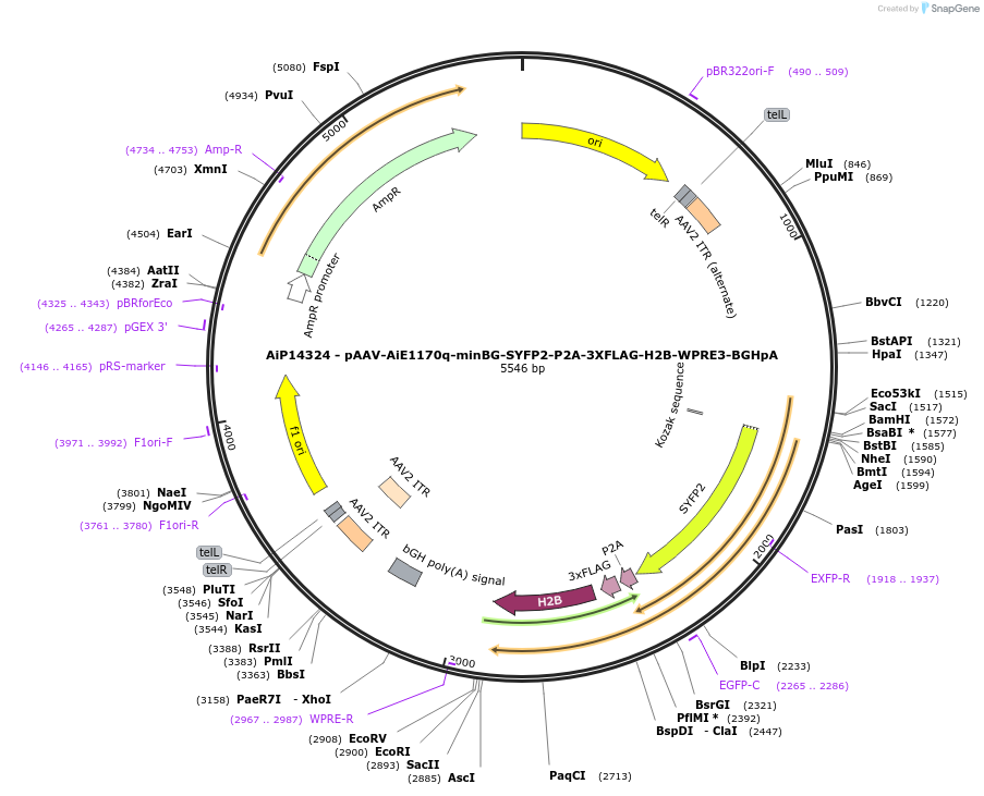 243585-plasmid-map-sequence-id-525337