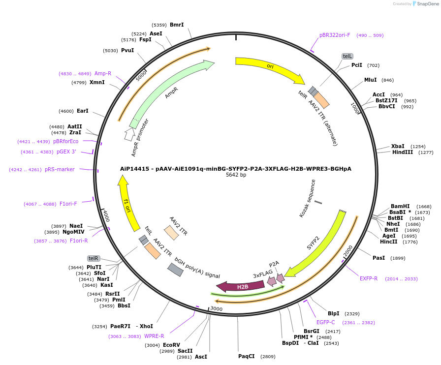 243586-plasmid-map-sequence-id-525338