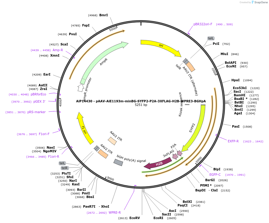 243587-plasmid-map-sequence-id-525339