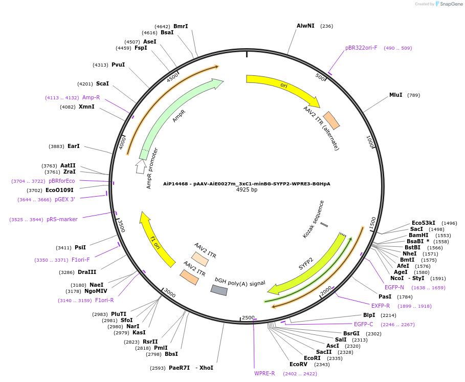 243588-plasmid-map-sequence-id-525340