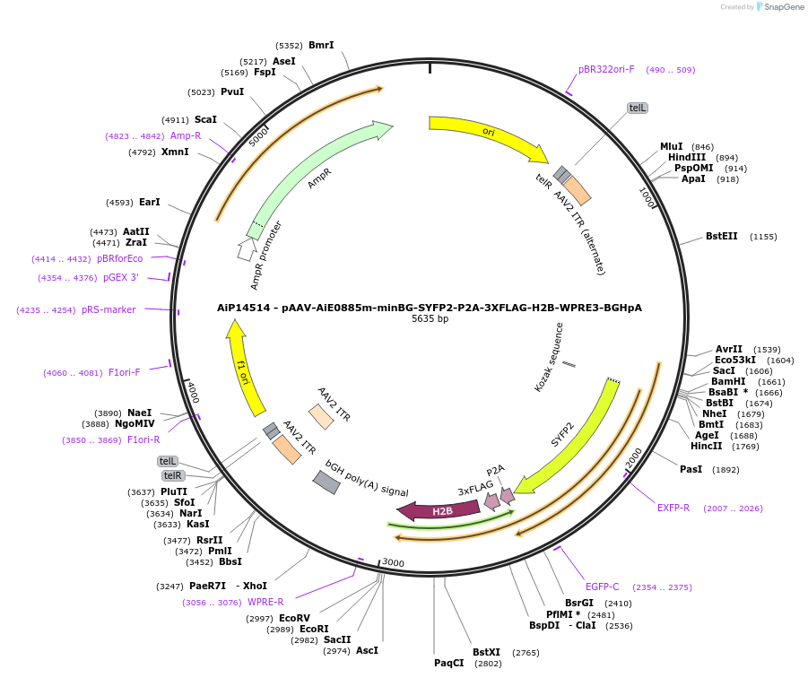 243589-plasmid-map-sequence-id-525341