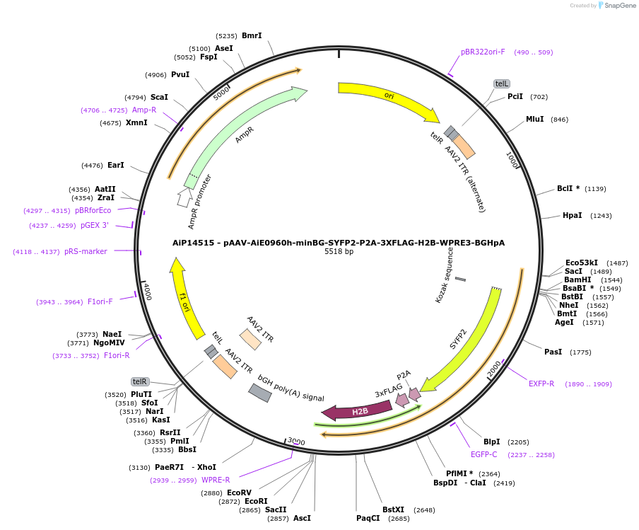 243590-plasmid-map-sequence-id-525342