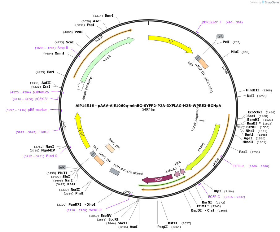 243591-plasmid-map-sequence-id-525343