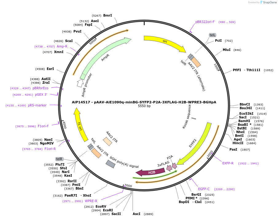 243592-plasmid-map-sequence-id-525344