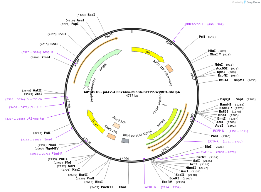 243593-plasmid-map-sequence-id-525345