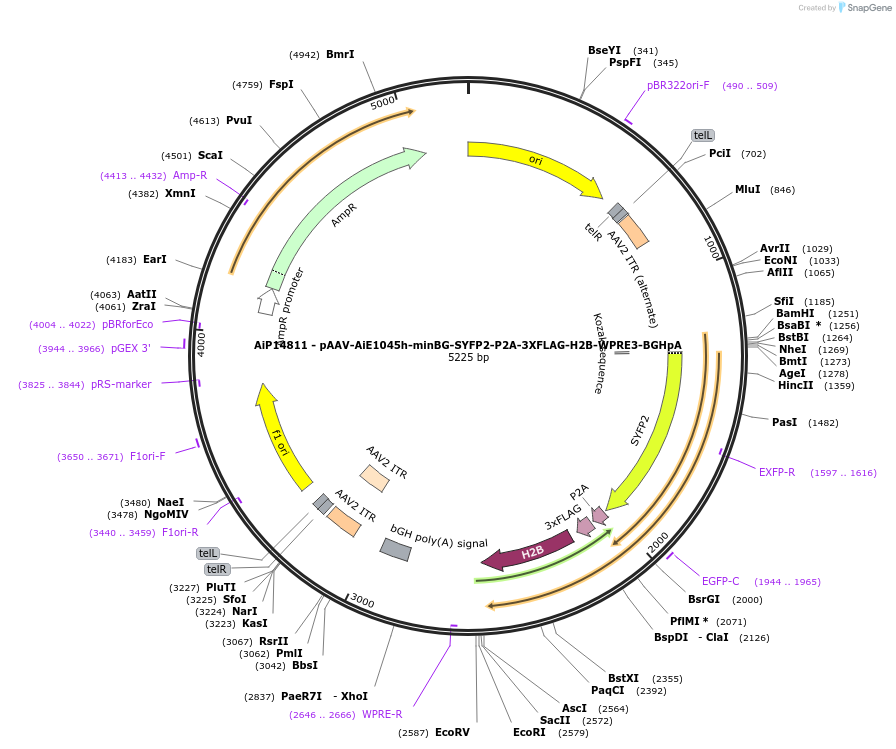 243595-plasmid-map-sequence-id-525346