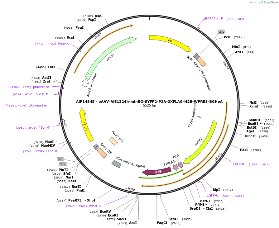 243596-plasmid-map-sequence-id-525347