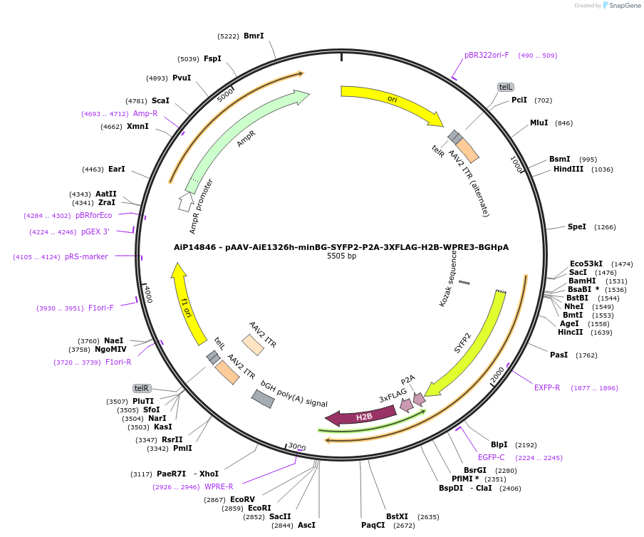 243597-plasmid-map-sequence-id-525348