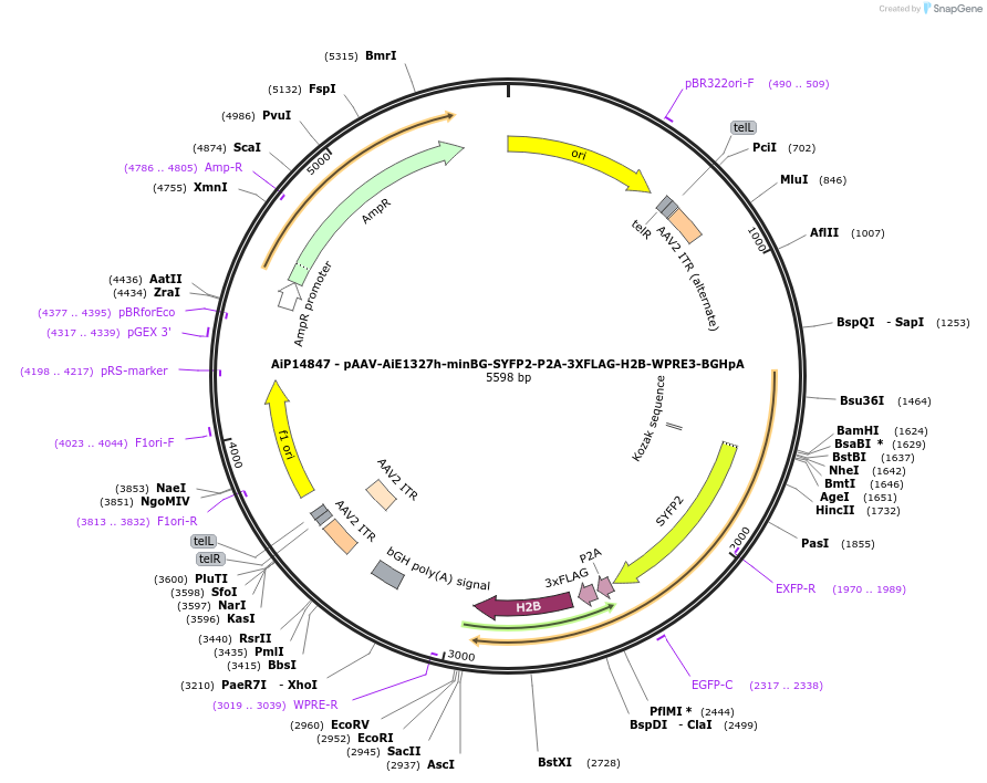 243598-plasmid-map-sequence-id-525349
