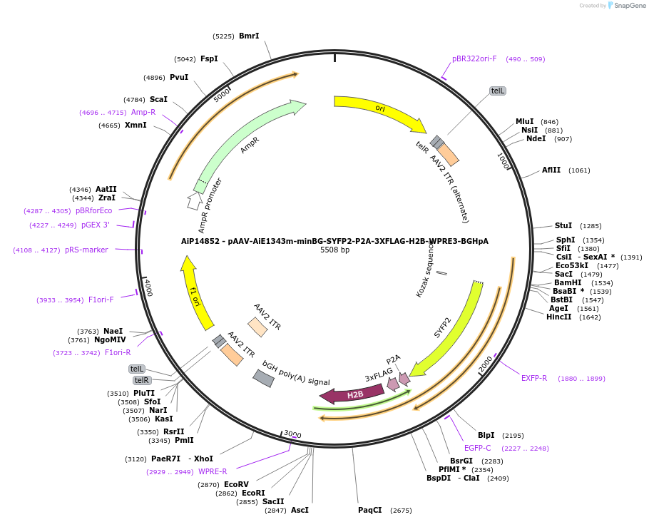 243599-plasmid-map-sequence-id-525350