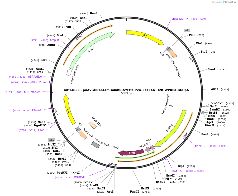 243600-plasmid-map-sequence-id-525351