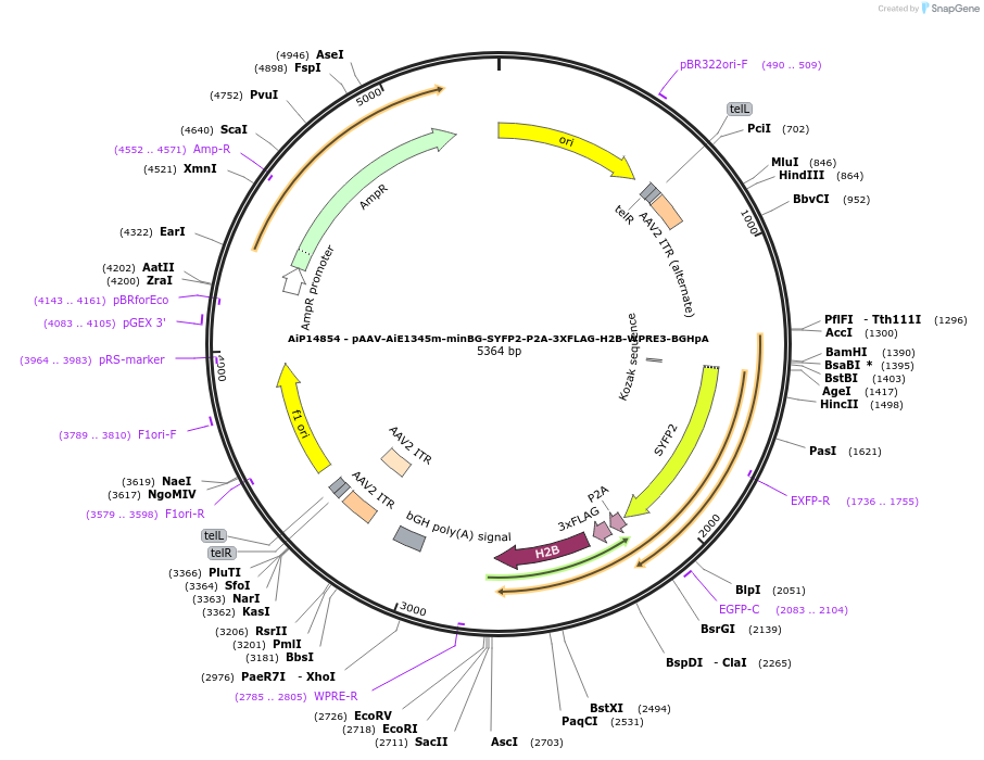 243601-plasmid-map-sequence-id-525352