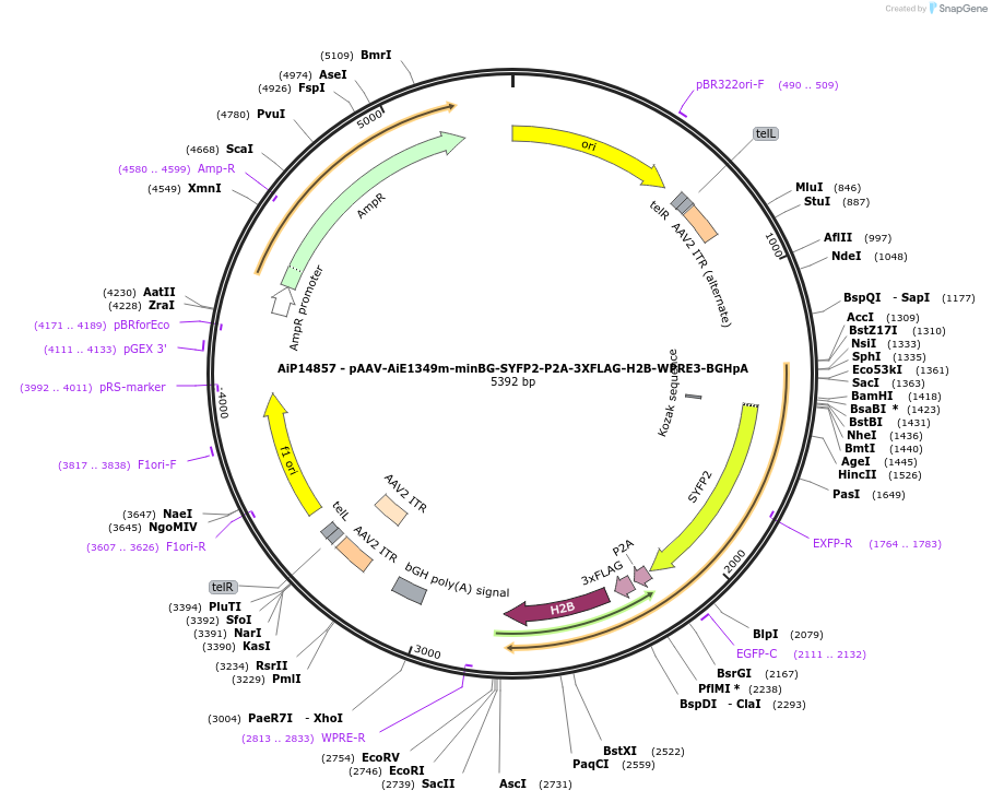 243602-plasmid-map-sequence-id-525353