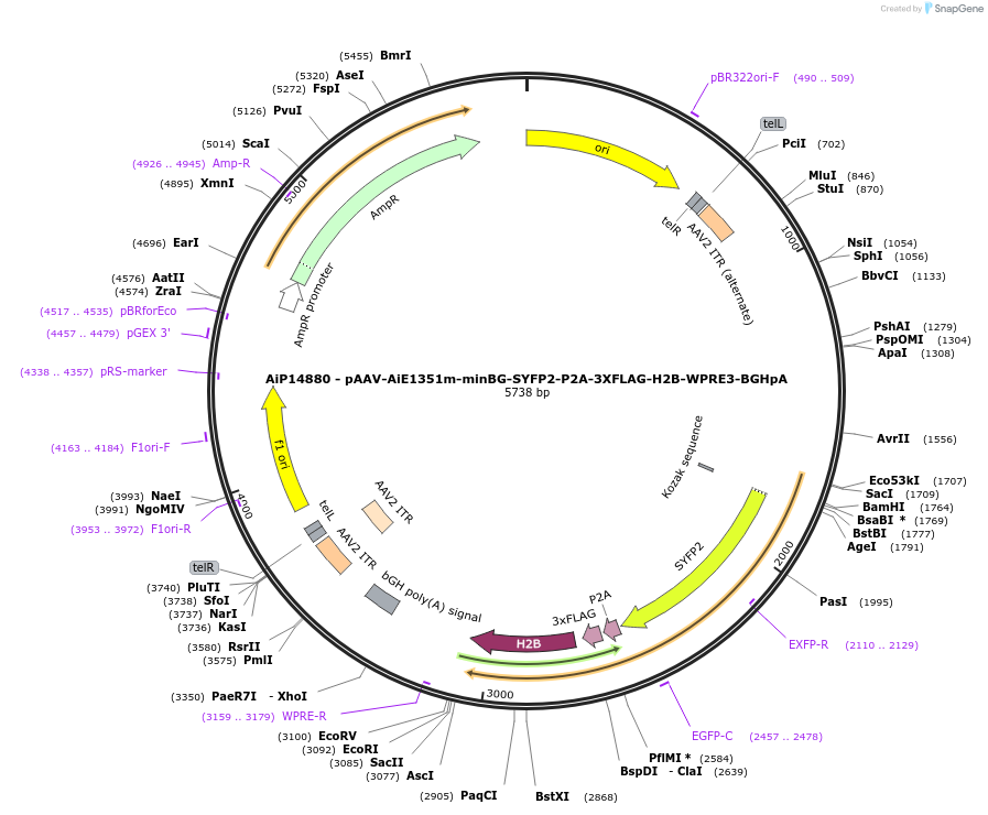 243604-plasmid-map-sequence-id-525354