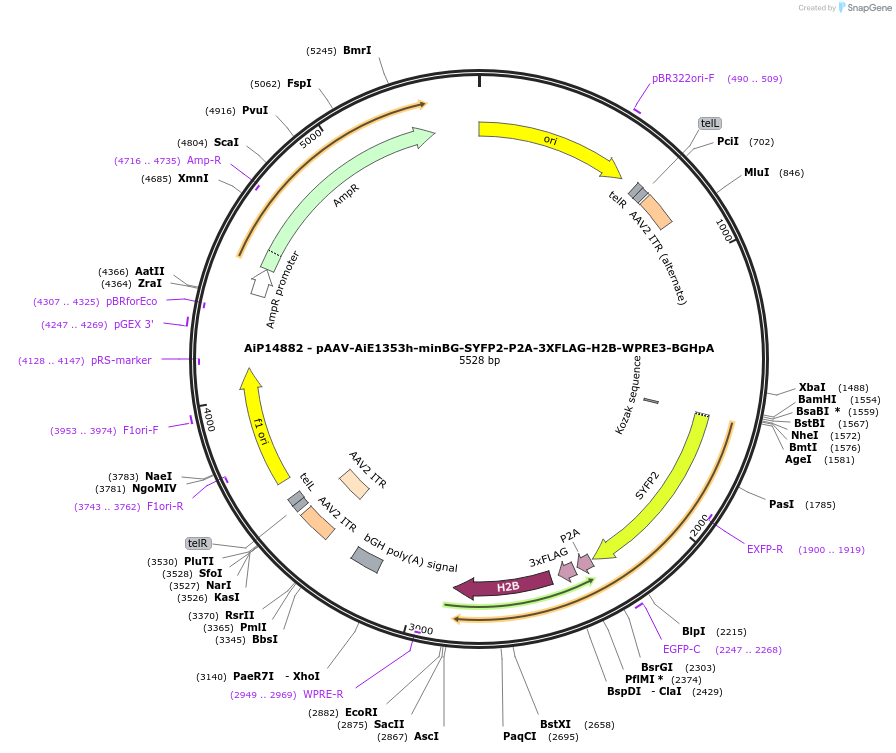 243605-plasmid-map-sequence-id-525355