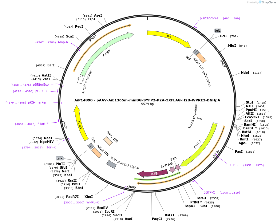 243607-plasmid-map-sequence-id-525356