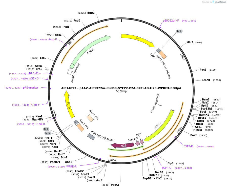 243609-plasmid-map-sequence-id-525357