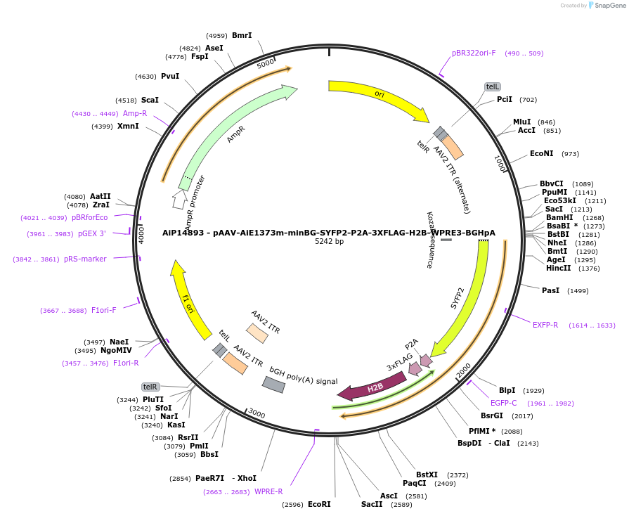 243610-plasmid-map-sequence-id-525358