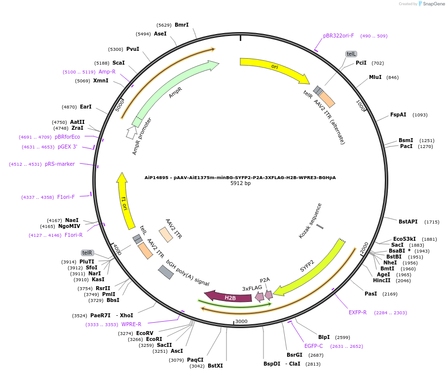 243611-plasmid-map-sequence-id-525359