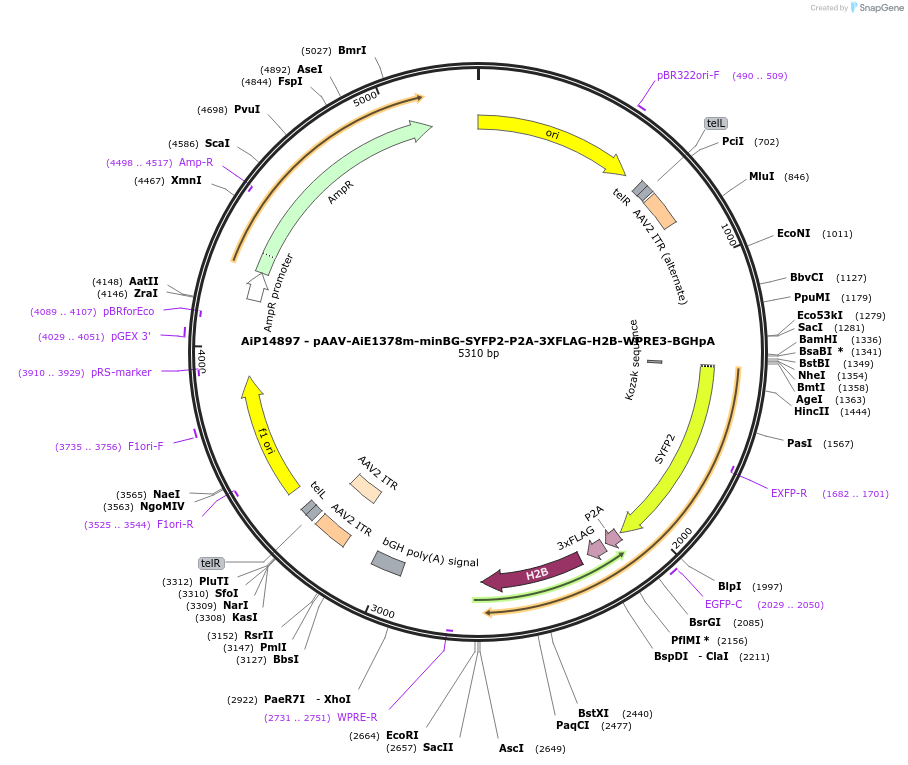 243612-plasmid-map-sequence-id-525360