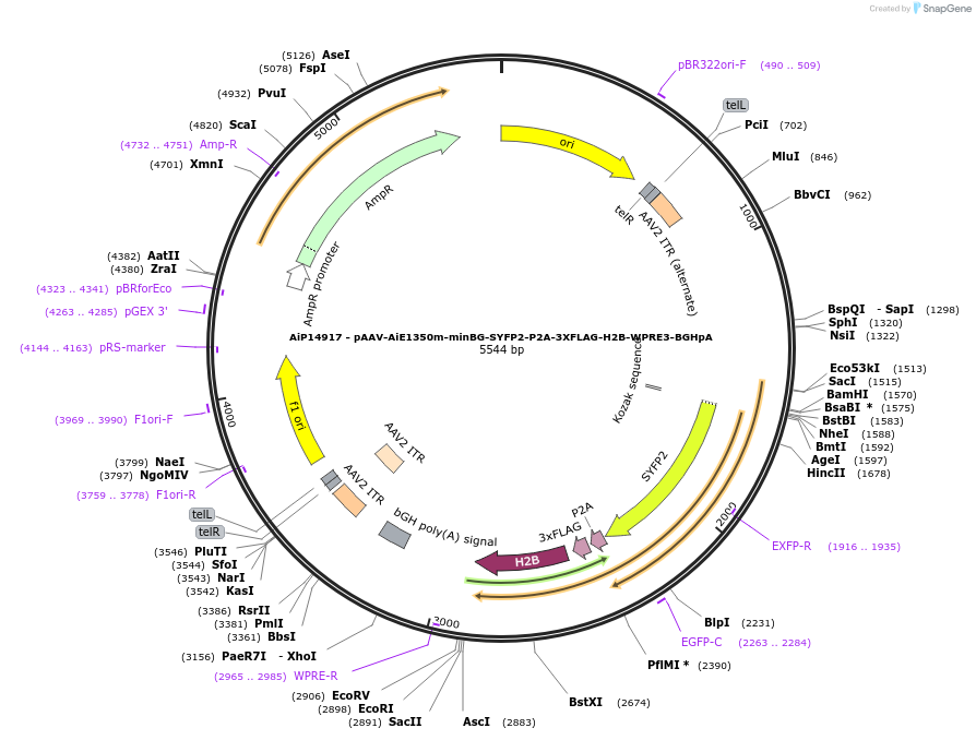 243613-plasmid-map-sequence-id-525361