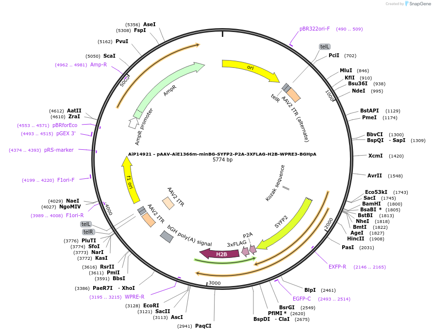 243614-plasmid-map-sequence-id-525362