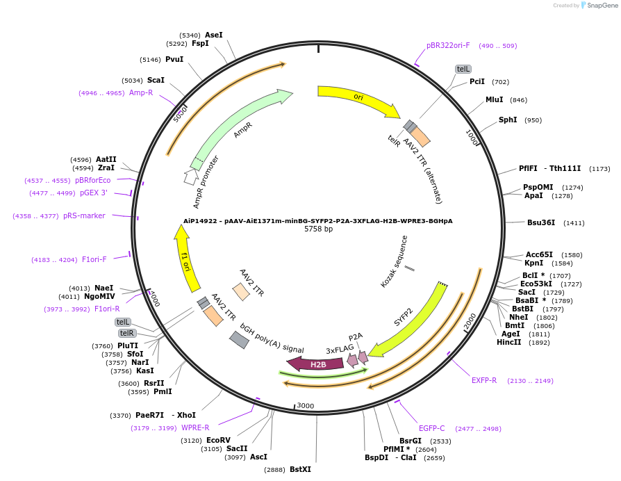 243615-plasmid-map-sequence-id-525363