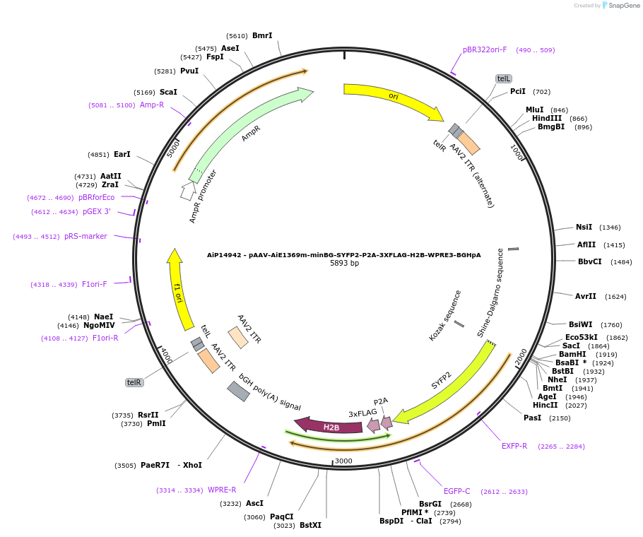 243616-plasmid-map-sequence-id-525364