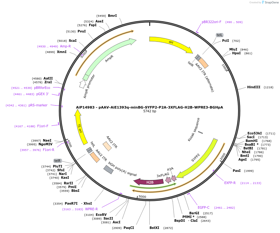 243618-plasmid-map-sequence-id-525365